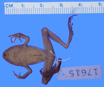 Media type: image; Herpetology A-17615